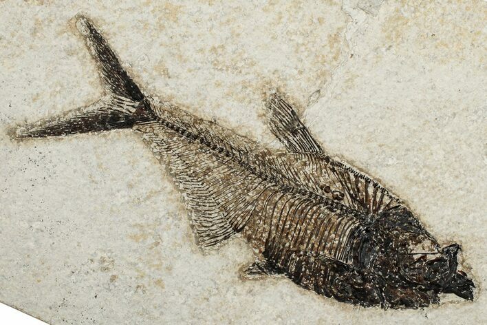 6.8" Fossil Fish (Diplomystus) - Wyoming